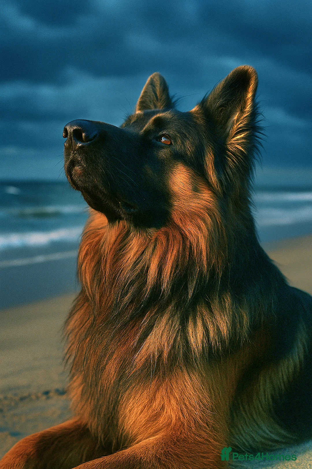 German Shepherd dogs for stud: STUD Mustang german shepherd KC  in Stoke-on-Trent - Advert 2