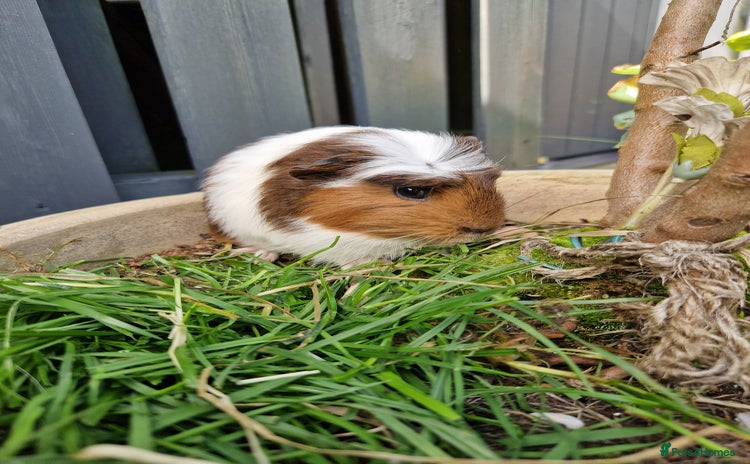 Guinea Pig rodents - Advert 8