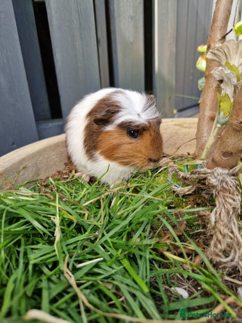 Guinea Pig rodents - Advert 15