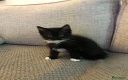 Ragdoll cats for sale: Ragdoll mix beautiful kittens  - Image 9