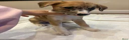 Mixed Breed dogs for sale: Whippet x lurcher pups - Advert 16