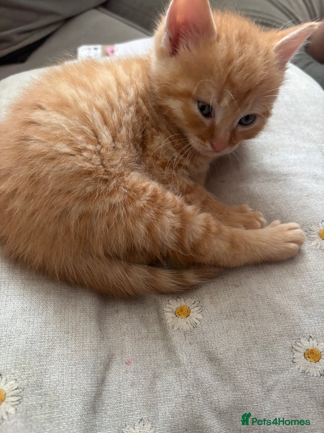 Domestic Shorthair cats for sale: Beautiful shorthair mixed colour kittens  - Image 17