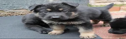 German Shepherd dogs for sale: GERMAN SHEPHERD PUPPIES 🐶  - Advert 3
