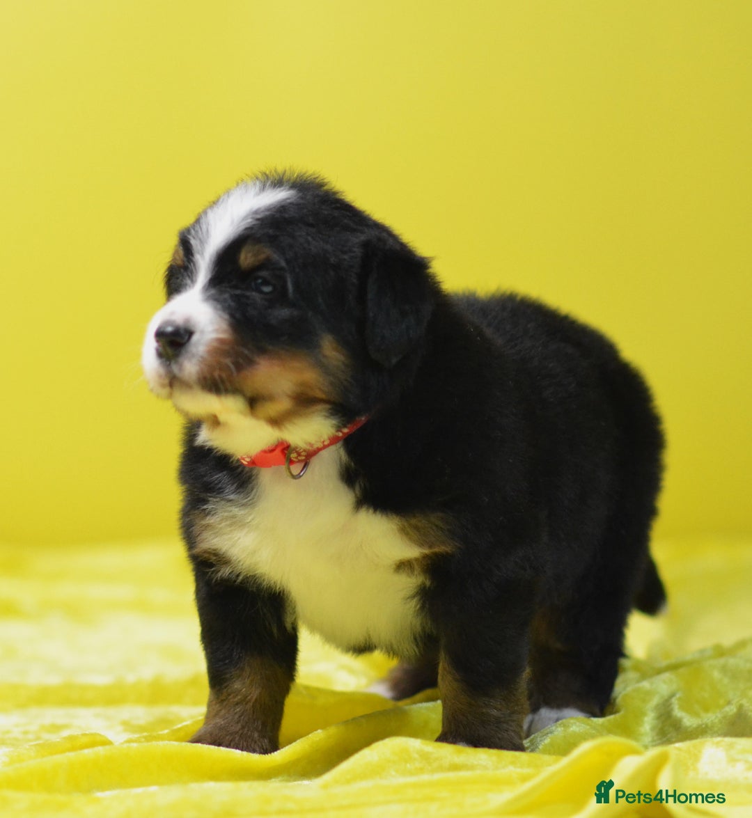 Bernese Mountain Dog dogs for sale: KC REGISTERED LITTER OF BERNESE MOUNTAIN DOG PUPS - Advert 18