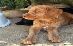 Labradoodle dogs for sale: Beautiful Puppies Ready for the Summer Holidays - Image 12