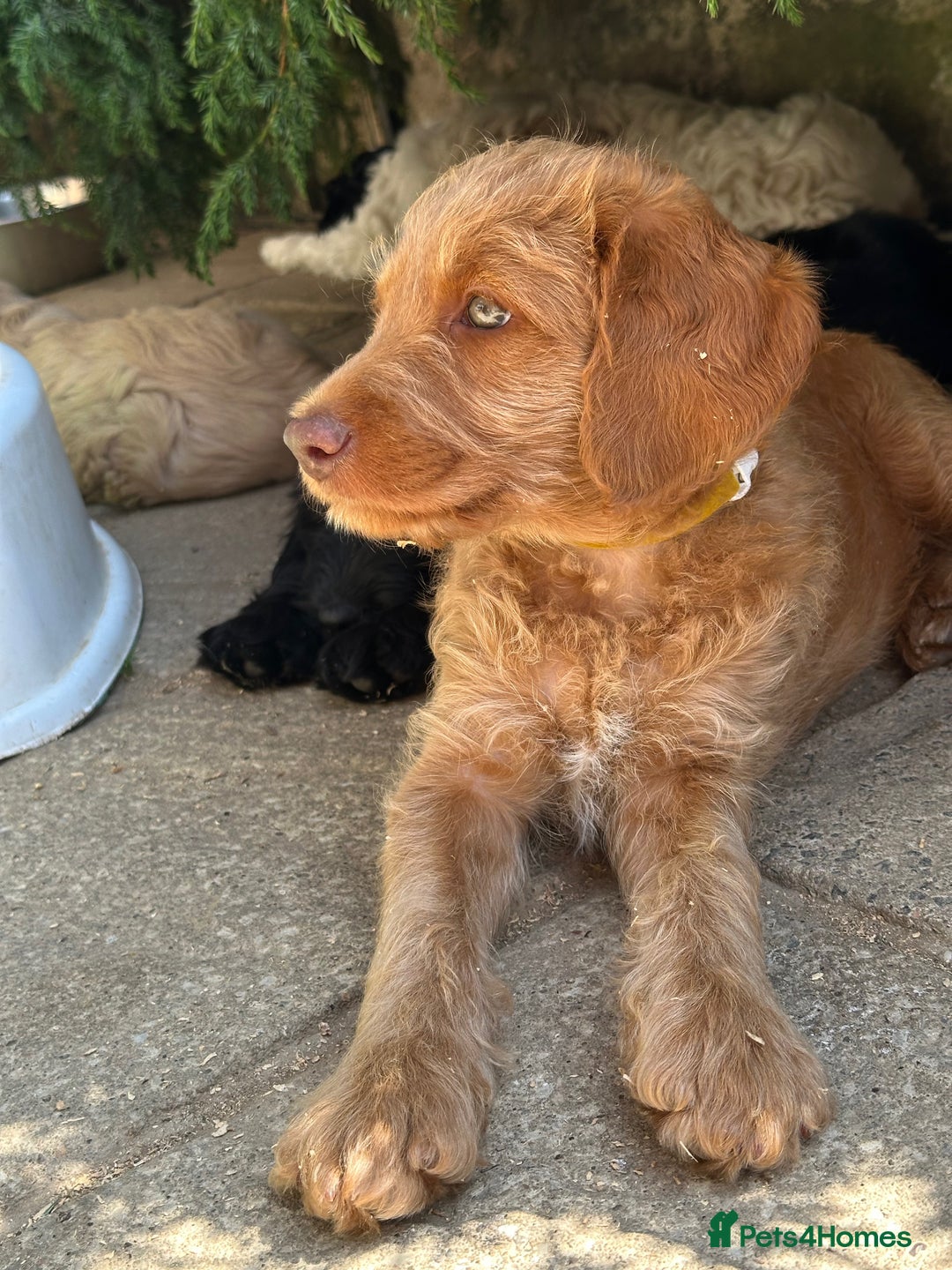 Labradoodle dogs for sale: Beautiful Puppies Ready for the Summer Holidays - Image 12