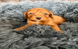 Cockapoo dogs for sale: Beautiful fox red cockapoo - Image 13