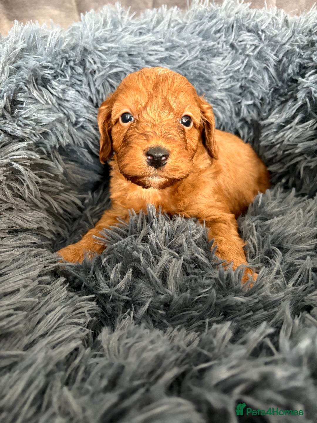 Cockapoo dogs for sale: Beautiful fox red cockapoo - Image 13