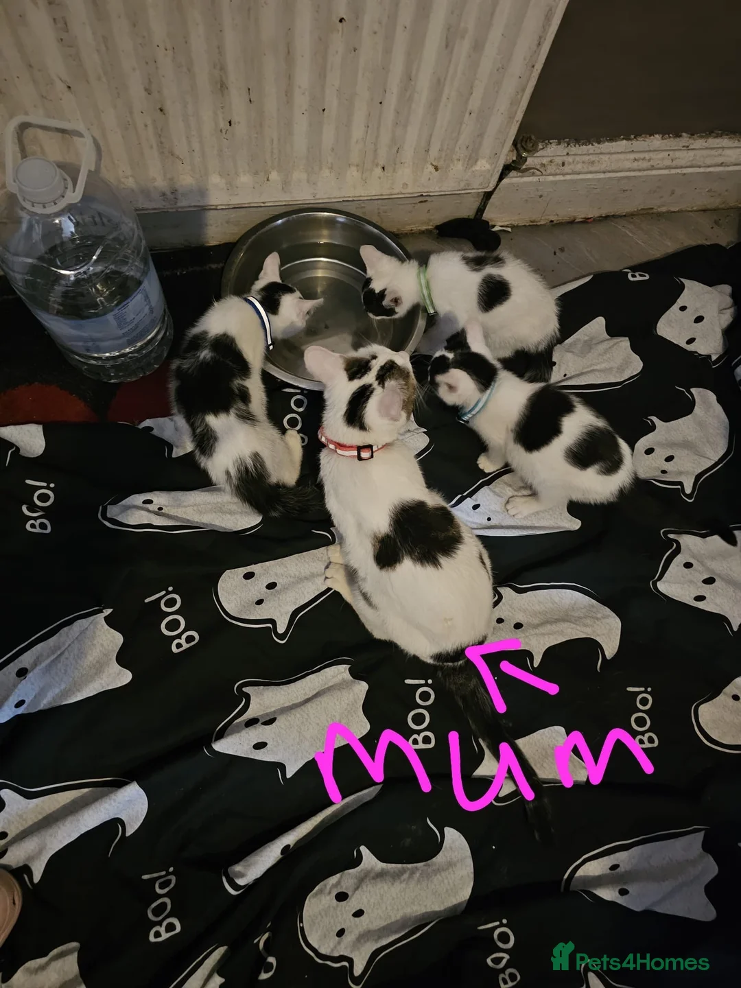 Mixed Breed cats for sale: 3 Beautiful male kittens - Advert 2