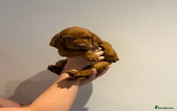 Hungarian Vizsla dogs for sale: KC regarding Hungarian Vizsla puppies - Image 23