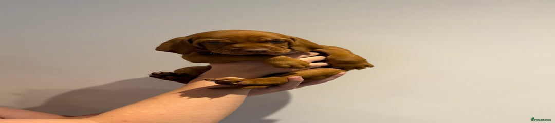 Hungarian Vizsla Puppy 4- yellow collar