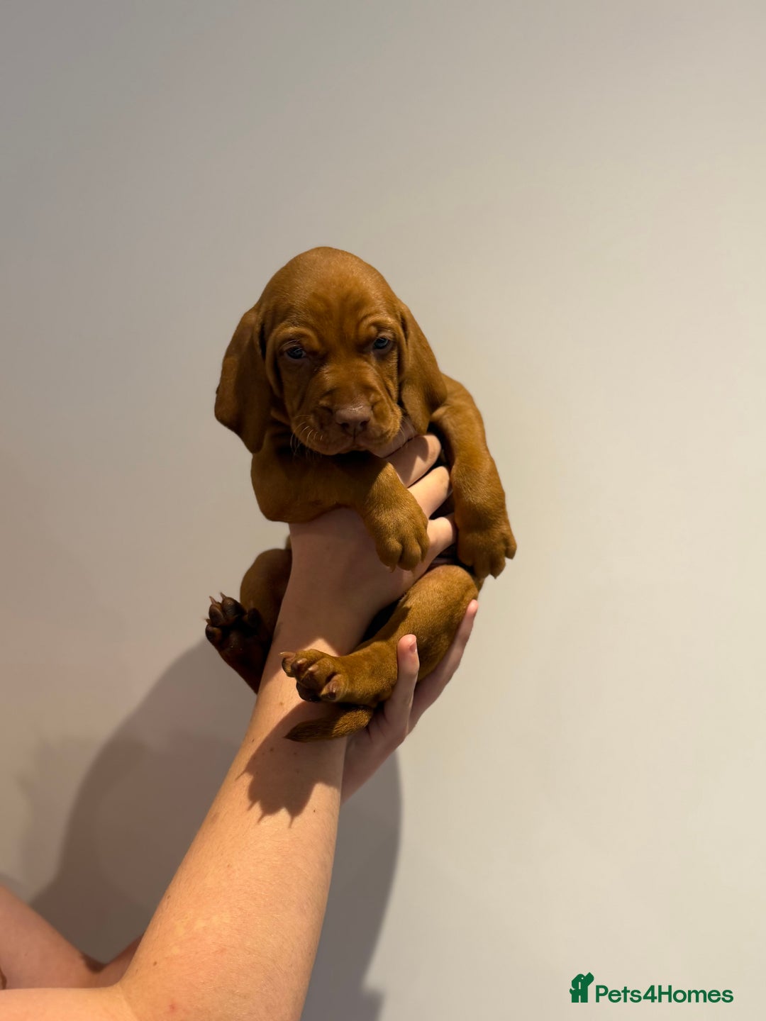 Hungarian Vizsla dogs for sale: KC regarding Hungarian Vizsla puppies - Image 23