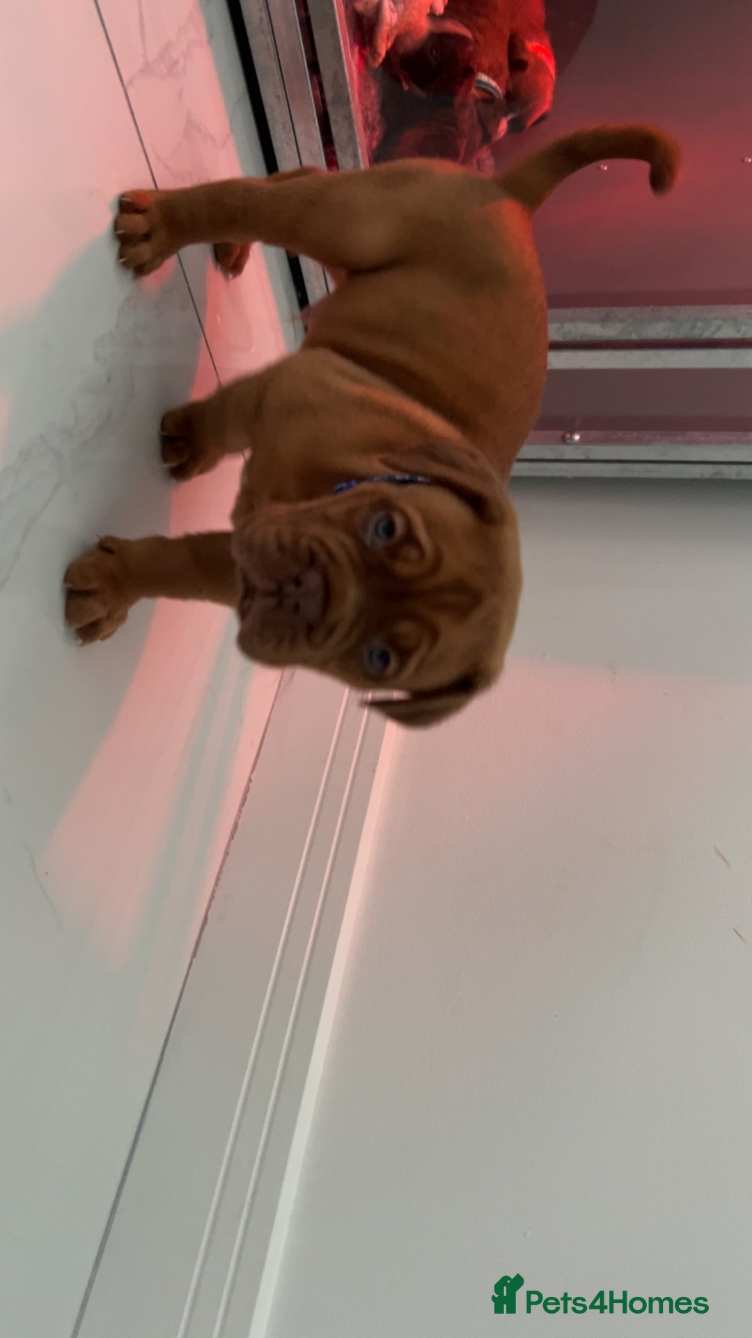 Dogue De Bordeaux dogs for sale: Chunky kc registered dogue de Bordeaux puppies - Advert 27