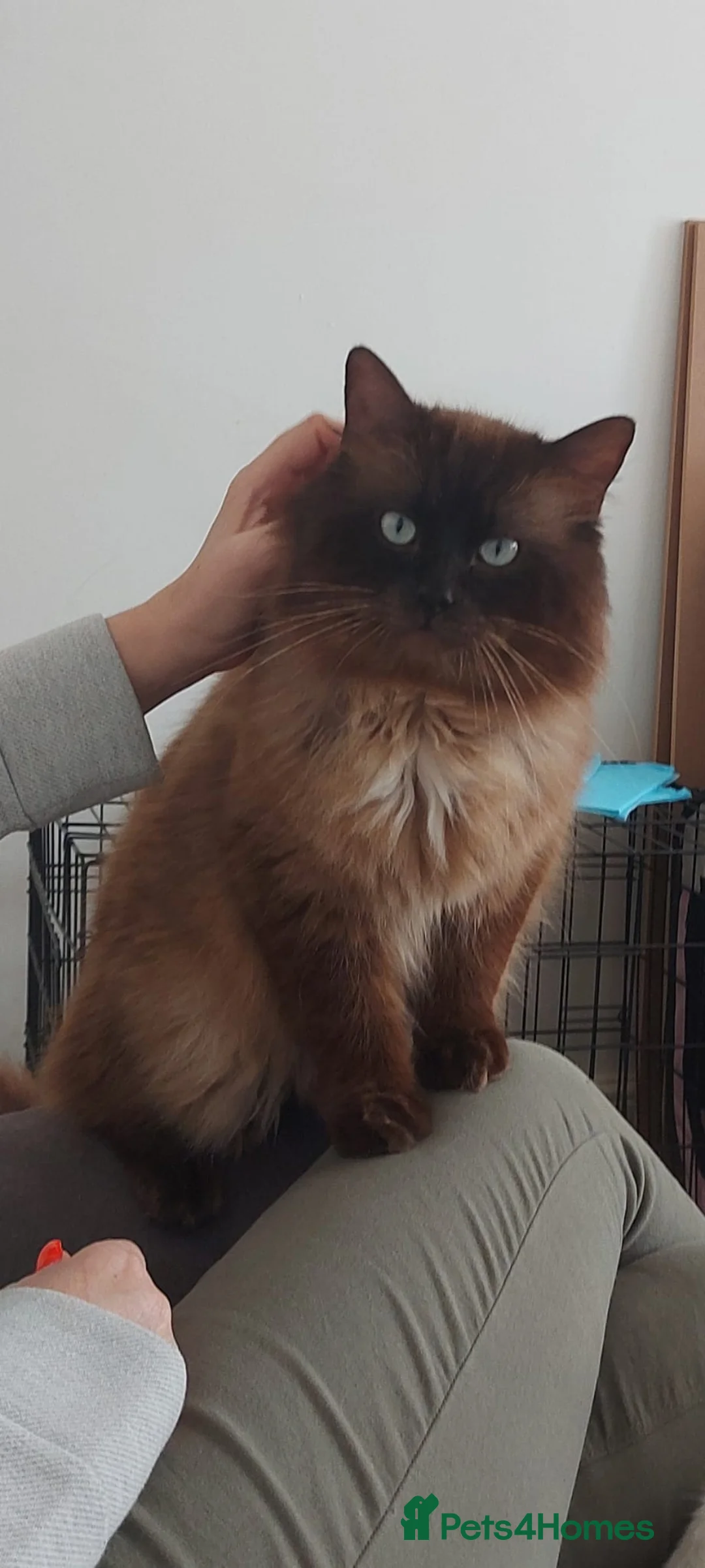 Ragdoll cats for stud: Proven chunky Ragdoll available for Stud  in Hull - Advert 6