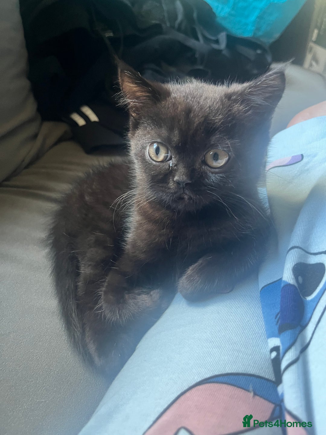 Persian cats for sale: Persians 🌸  - Image 5