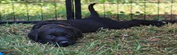 Labrador Retriever dogs for sale: Gorgeous Black Labrador Puppies - Advert 7