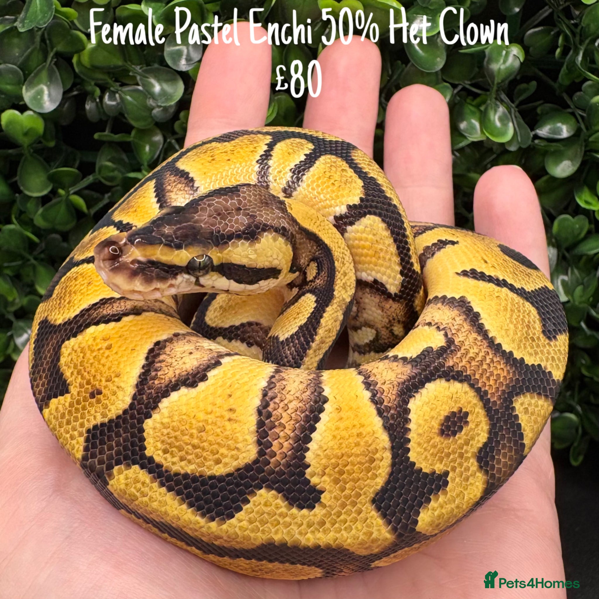 Python Snake reptiles for sale: Juvenile Ball Pythons - Advert 2