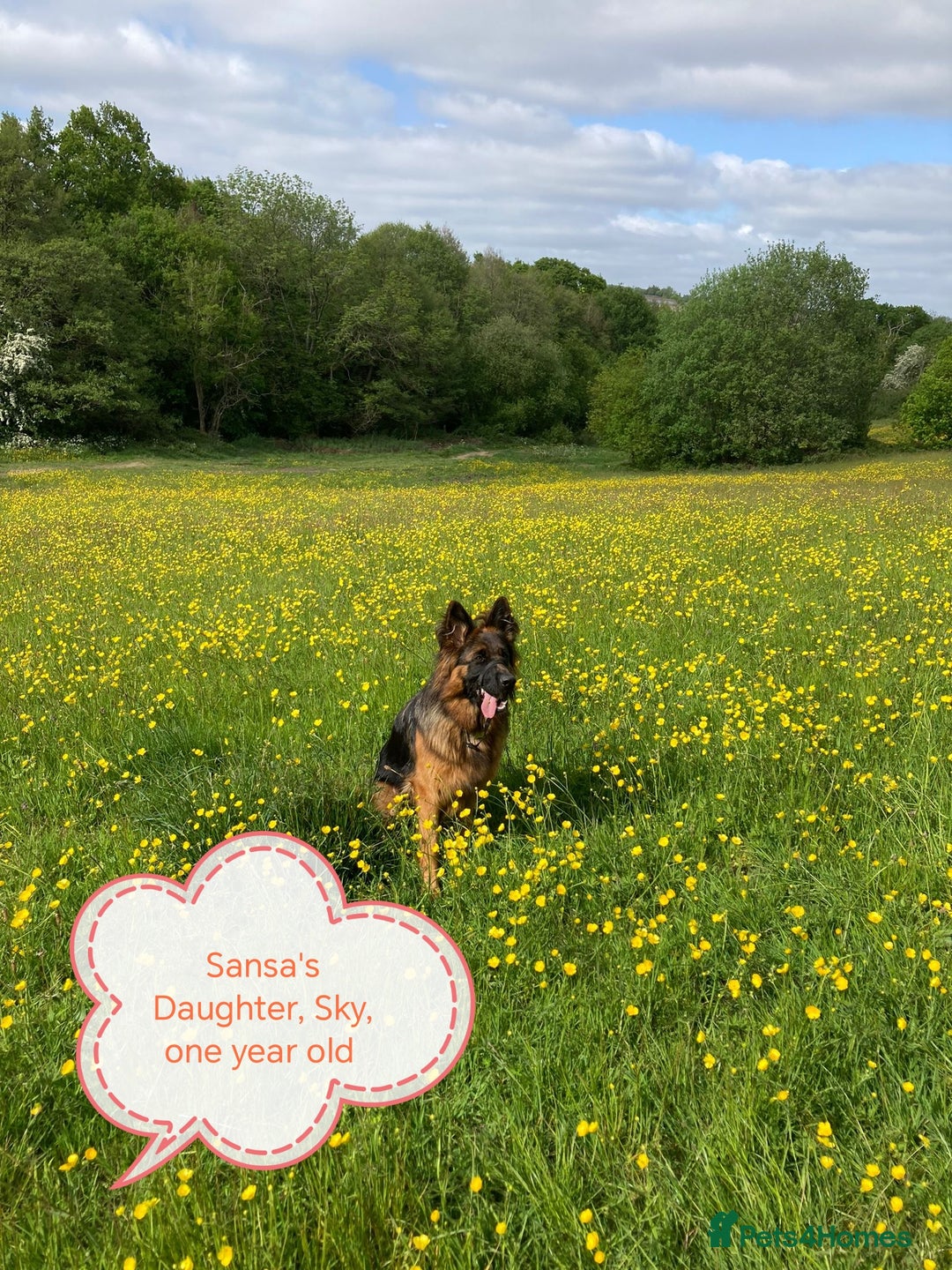German Shepherd dogs for sale: Long coat German Shepherd puppies  - Image 28