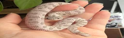 Snake reptiles for sale: Various Western Hognose Hatchlings - Advert 32