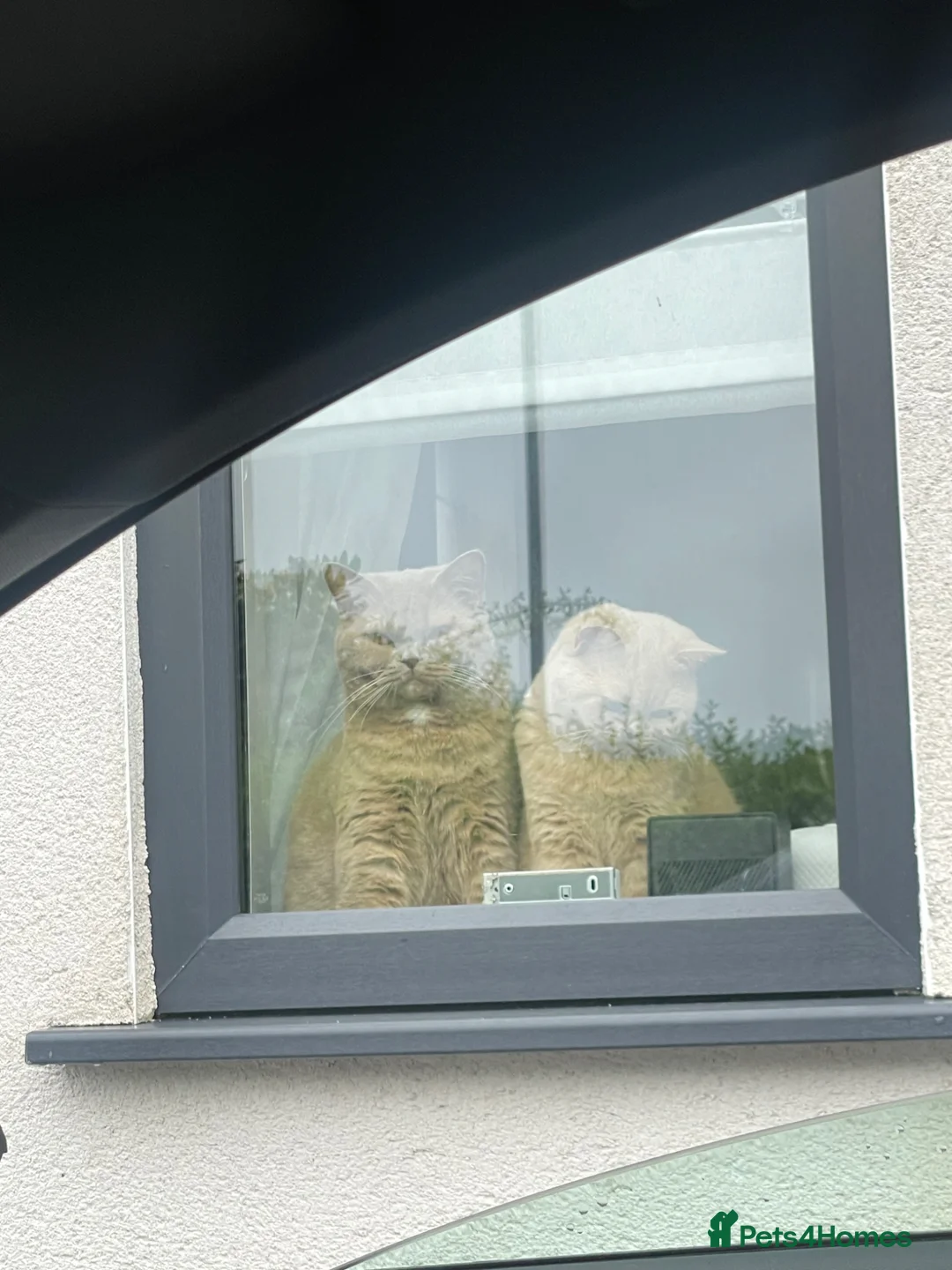 British Shorthair cats for sale: Cream British Short hair Girl - Advert 5