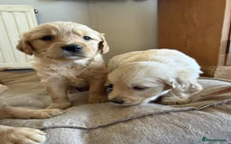 Golden Retriever dogs for sale: Stunning Top Quality Lines Golden Retriever Pups - Image 7