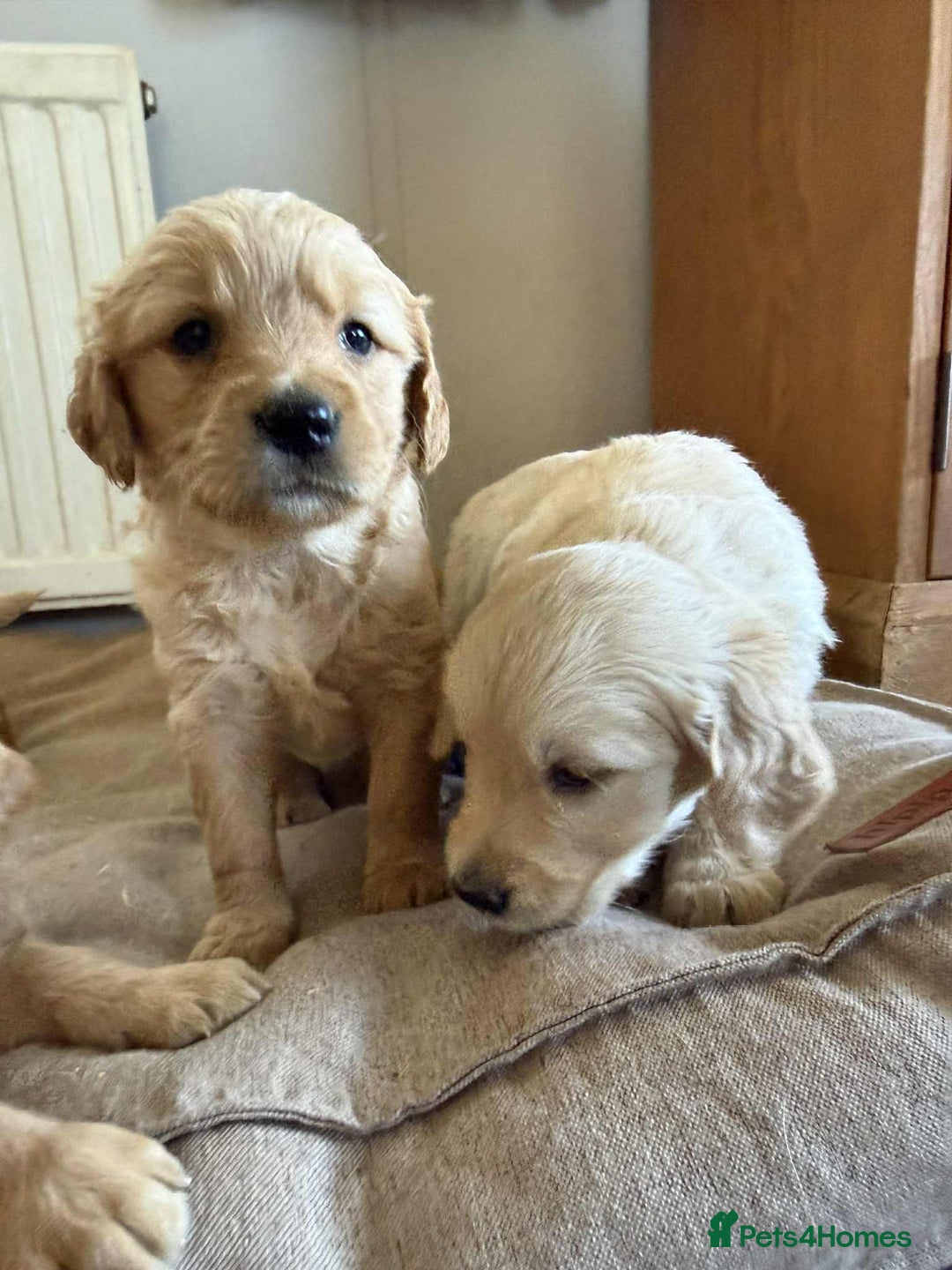 Golden Retriever dogs for sale: Stunning Top Quality Lines Golden Retriever Pups - Image 7