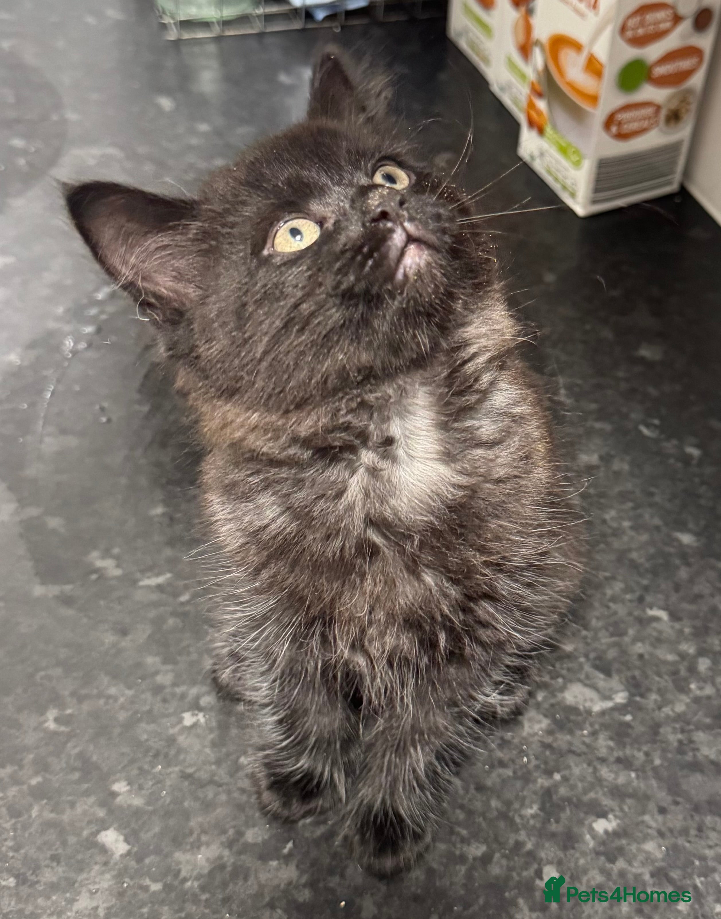 Mixed Breed cats Bengal x tabby kittens  - Advert 9