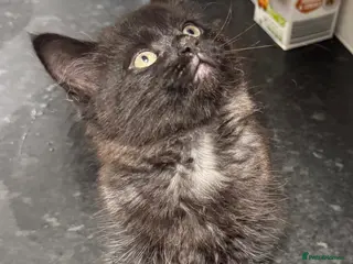 Mixed Breed cats Bengal x tabby kittens - Advert 9