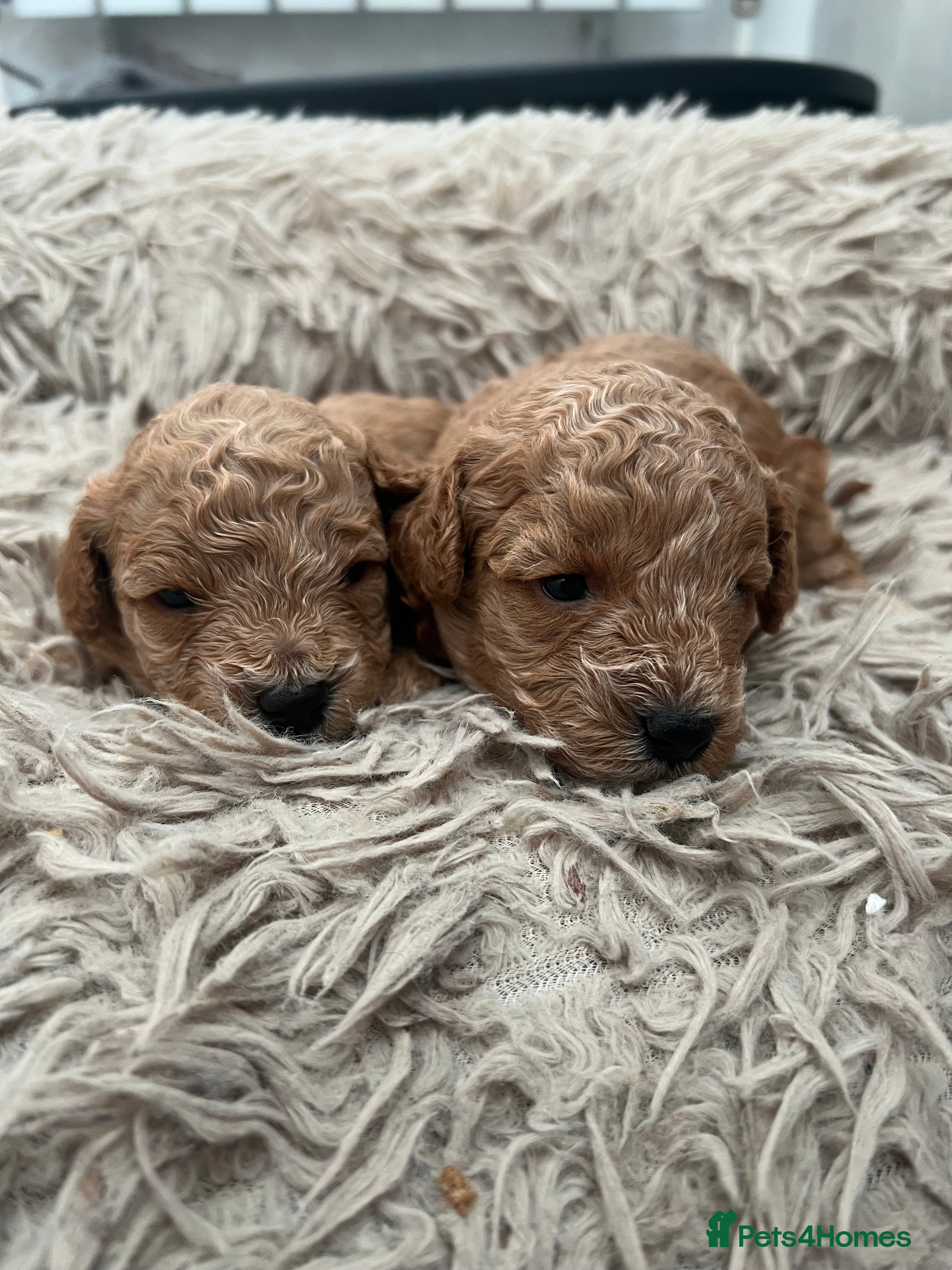 Toy Poodle dogs KC Reg Full health Check Red Toy Poodles - Advert 8