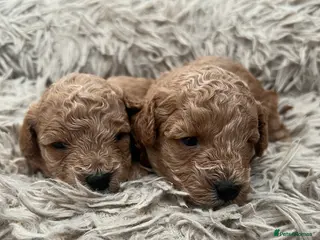 Toy Poodle dogs KC Reg Full health Check Red Toy Poodles - Advert 8