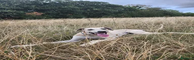 Snoop