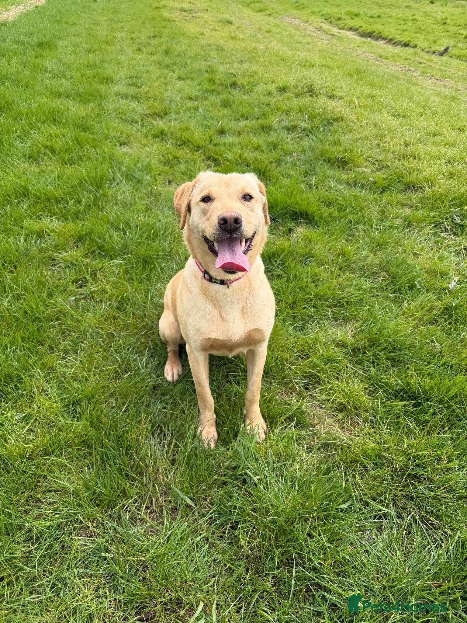 Labrador Retriever dogs for sale: Labrador girl looking for new home  - Advert 2