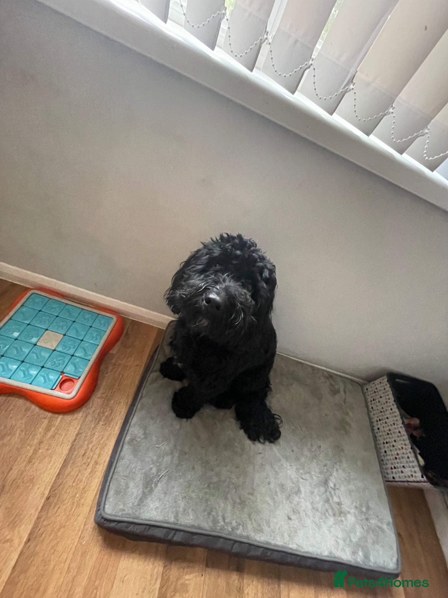 Cockapoo dogs 1 year old male cockapoo - Advert 1