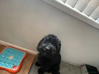 Cockapoo dogs 1 year old male cockapoo - Advert 2