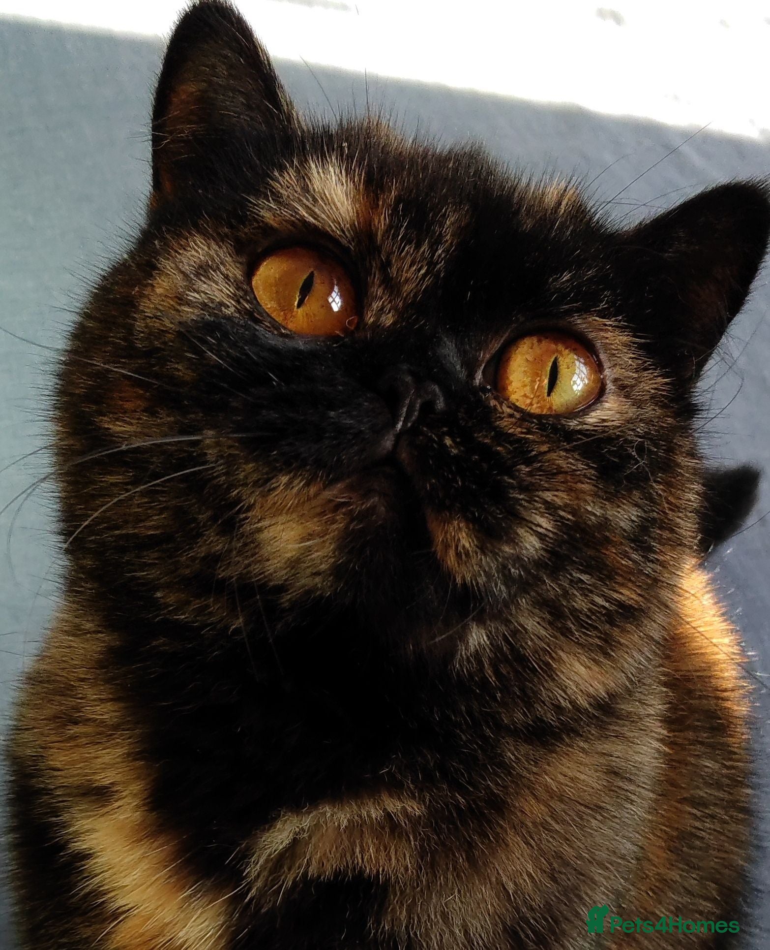 British Shorthair cats Two fantastic BSH pedigree sisters GCCF registered - Advert 18