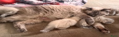 Ragdoll Kitten 4