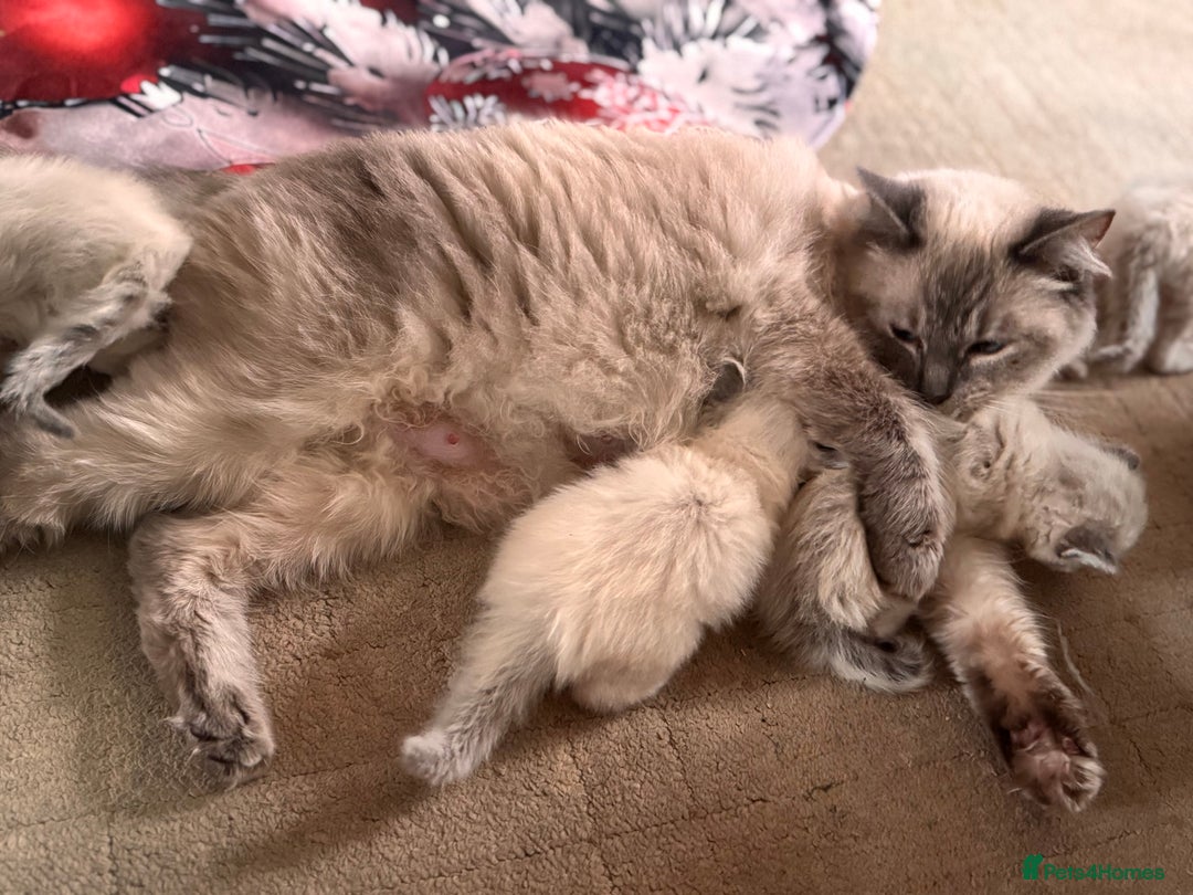 Ragdoll cats for sale: Ragdoll Kittens Looking for comfy Sofas 🐾 - Advert 6