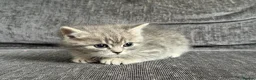 Mixed Breed cats for sale: 🐾 Beautiful British Shorthair Cross Kittens 🐾 - Advert 18