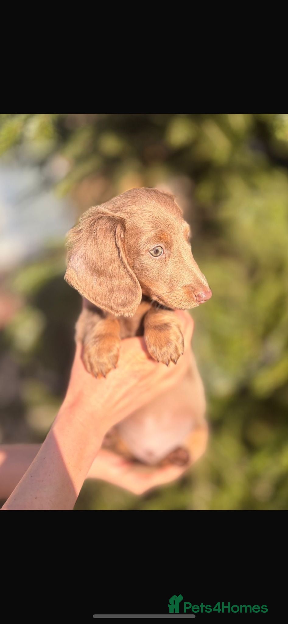 Miniature Dachshund dogs Miniature dachshund puppies  - Advert 4