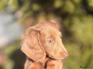 Miniature Dachshund dogs Miniature dachshund puppies - Advert 1