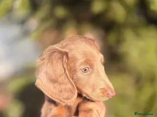 Miniature Dachshund dogs Miniature dachshund puppies - Advert 12