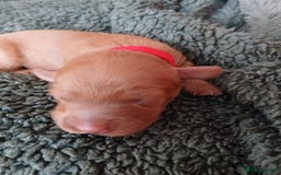 Cockapoo dogs for sale: READY NOW 5* F2B Apricot Merle Cockapoos - Image 23