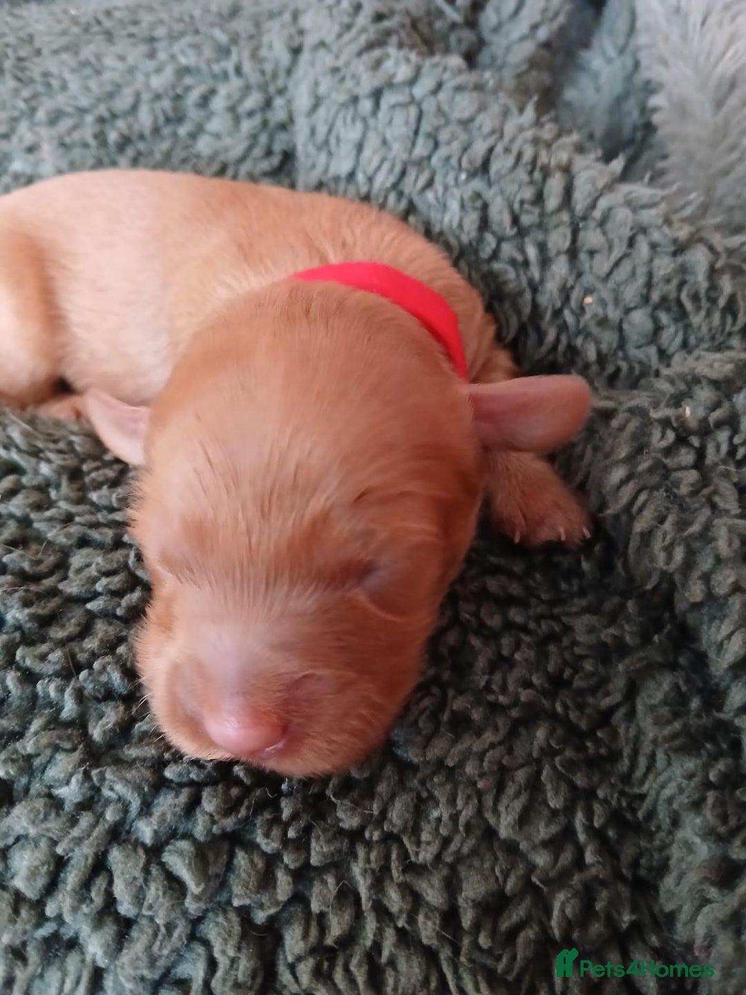 Cockapoo dogs for sale: READY NOW 5* F2B Apricot Merle Cockapoos - Image 23