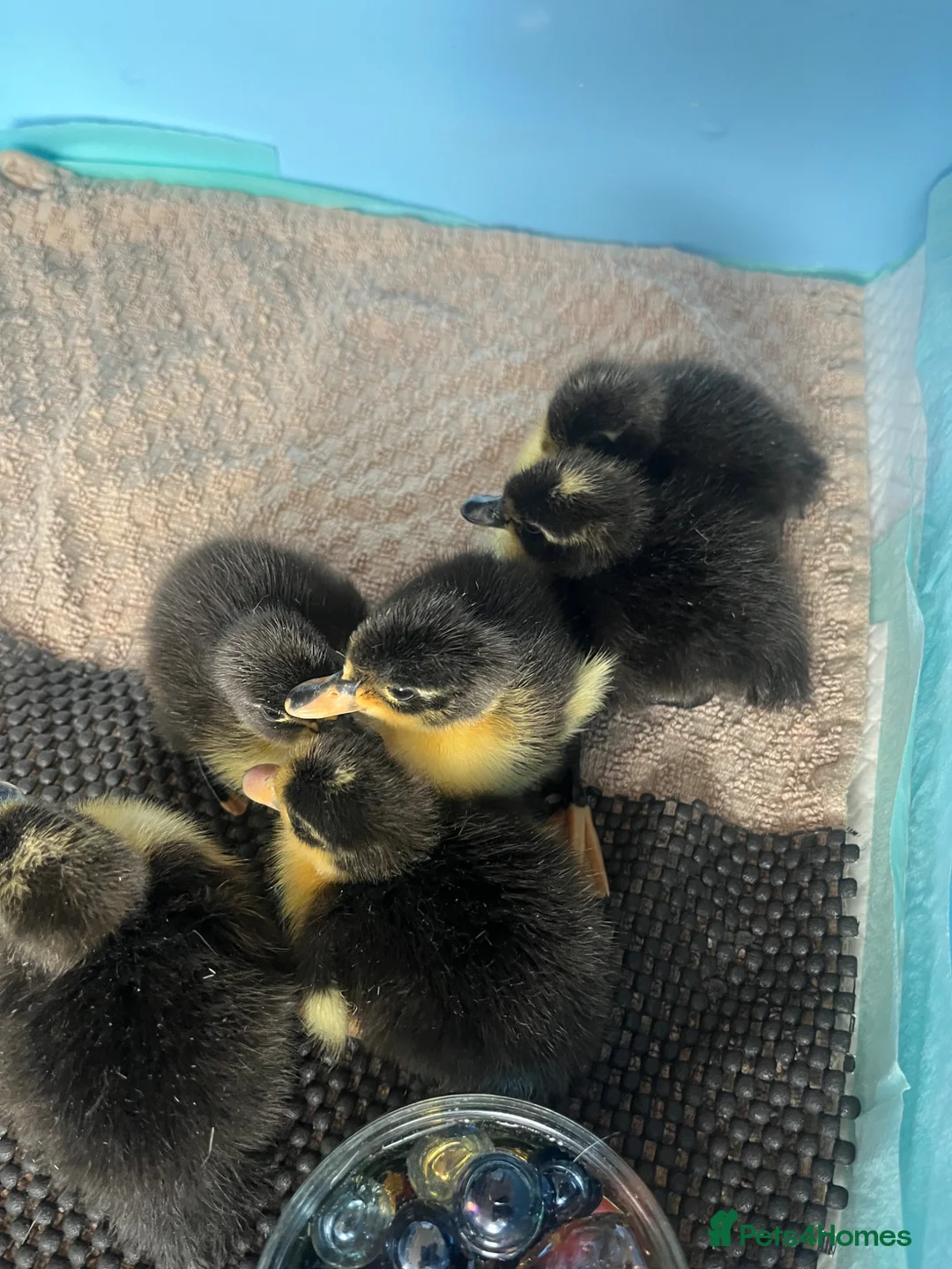 Ducks poultry for sale: Rare Shetland Ducklings for sale in Bolton - Advert 1