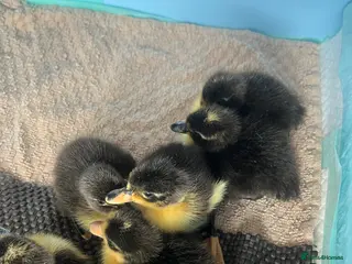 Ducks poultry Rare Shetland Ducklings for sale in Bolton - Advert 4