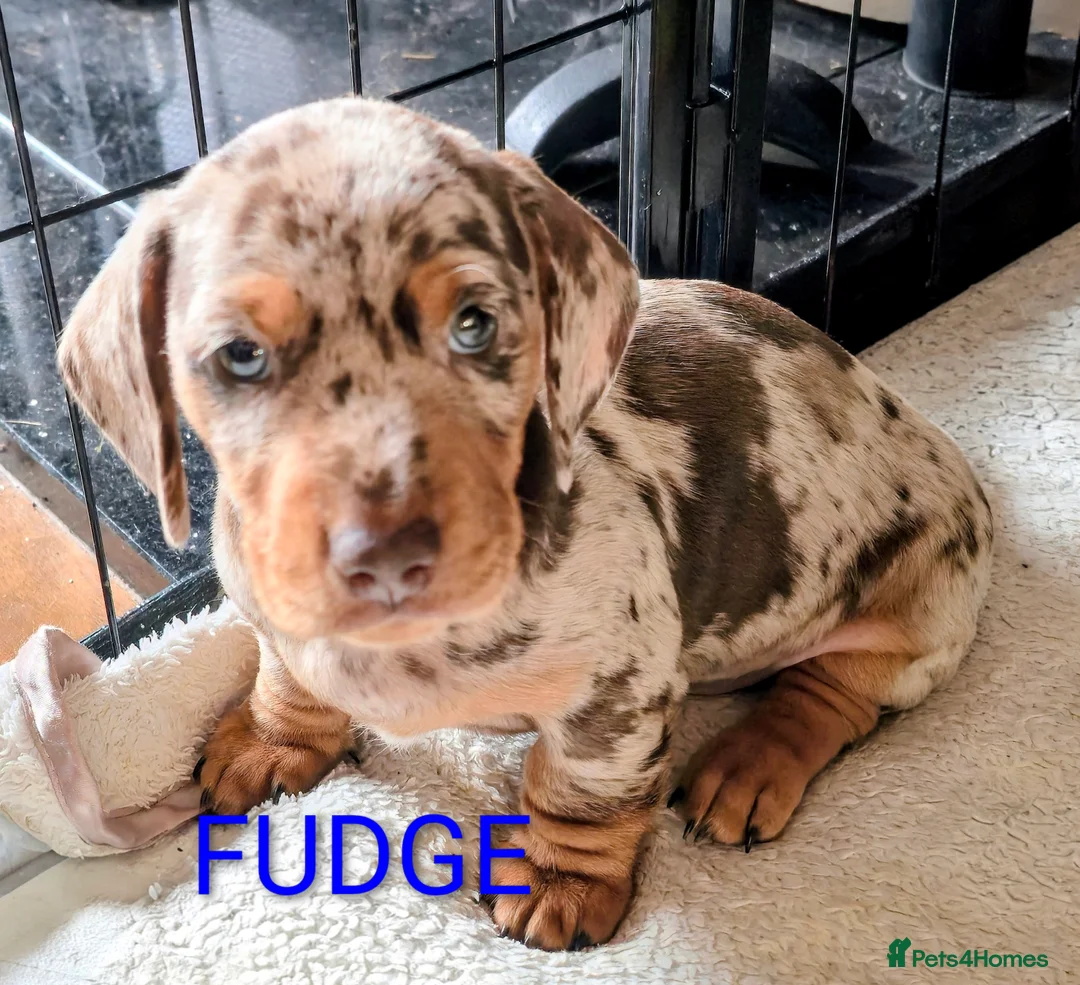 Miniature Dachshund dogs for sale: Adorable Mini Dachshund pups,KC Reg, DNA Tested in Poole - Advert 7