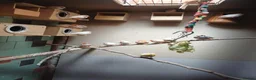 Budgerigars birds for sale: Young budgies and zebra finches for sale. - Advert 6