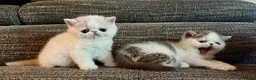 Exotic cats for sale: Outstanding Exotic Shorthair Kittens - Advert 20