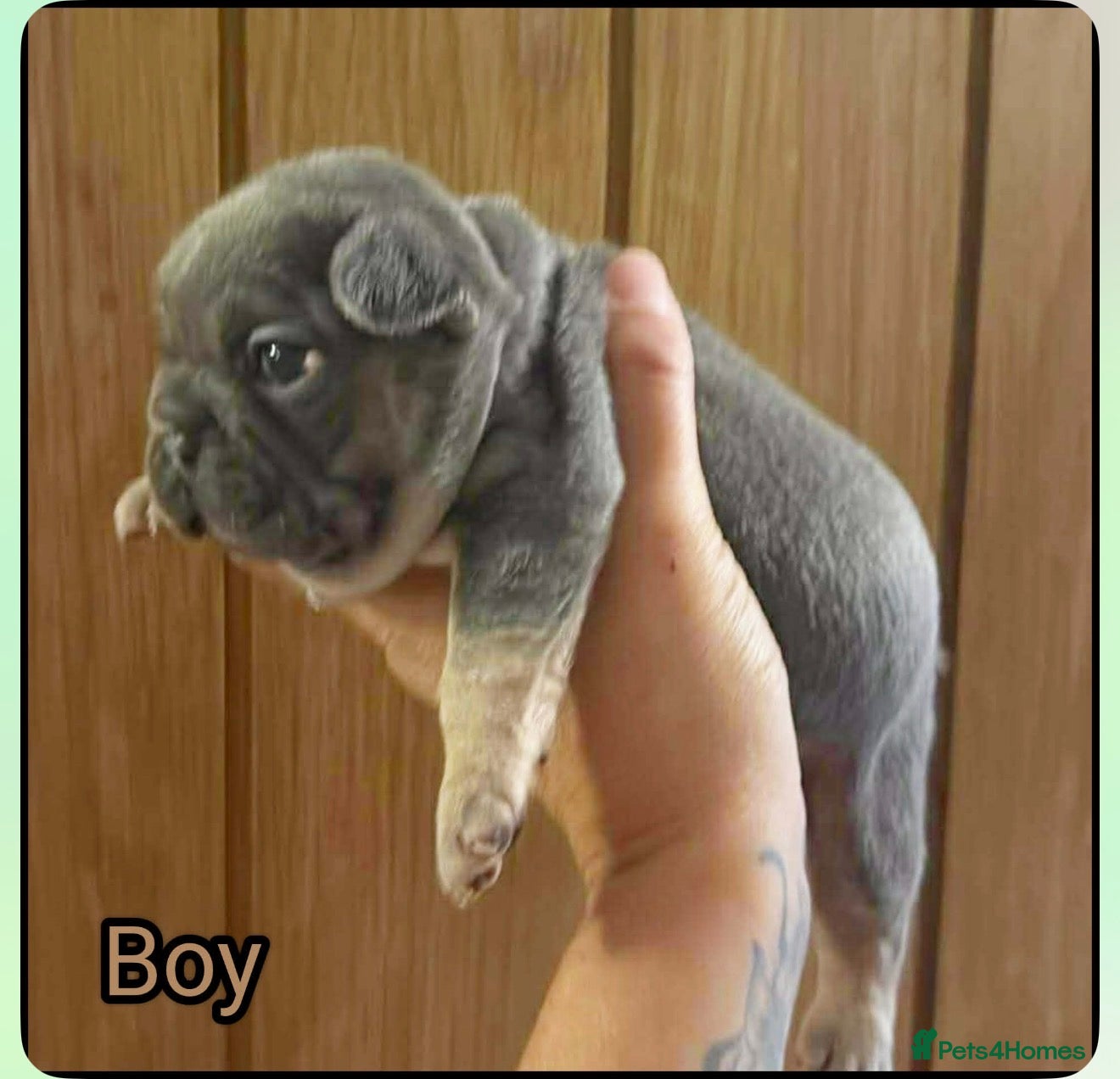 French Bulldog dogs Beautiful French bulldogs  - Advert 3