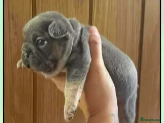 French Bulldog dogs Beautiful French bulldogs - Advert 3